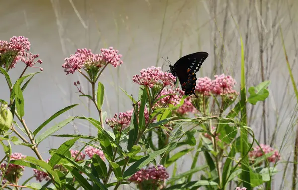 Enfoque Selectivo Una Mariposa Posada Una Flor —  Fotos de Stock