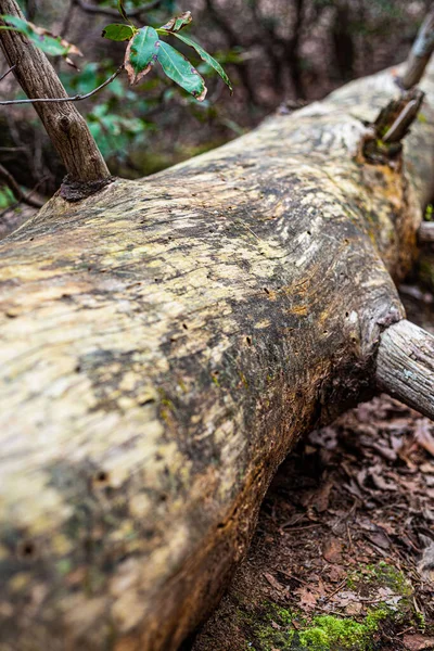 Old Fallen Tree Trunk Bark Smooth Cracks Running — Foto de Stock