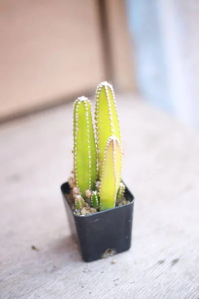 Vertical Closeup Shot Small Potted Cactus — Fotografia de Stock