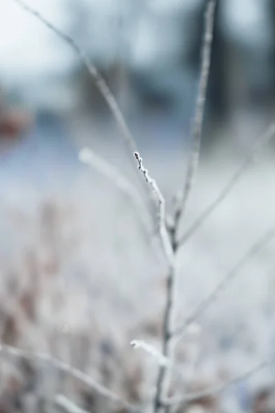 Selective Focus Dried Grass Covered Frost Winter — Zdjęcie stockowe