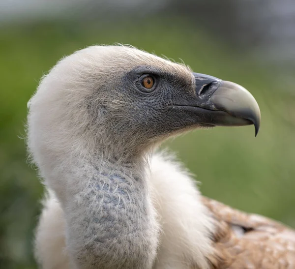 A side view closeup of a Griffon vulture on a blurred background
