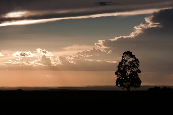 Silhouette Single Tree Field Cloudy Sky — Stock fotografie