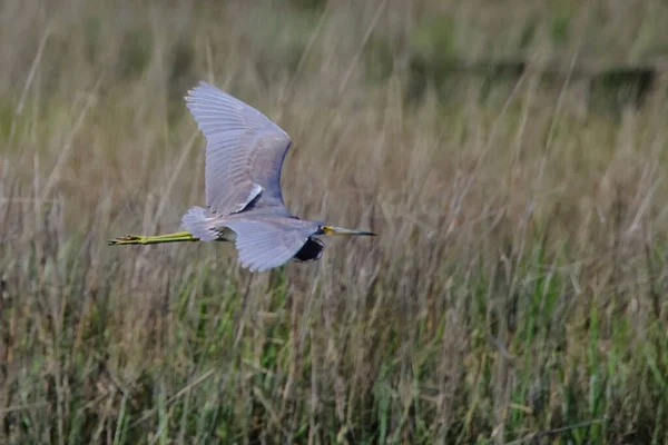 Enfoque Selectivo Una Garza Gris Vuelo — Foto de Stock