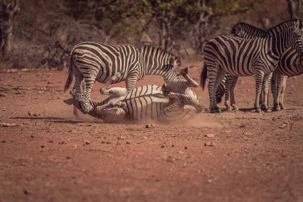 Naturskön Över Zebror Ett Viltreservat Afrika Omgivet Vild Natur — Stockfoto