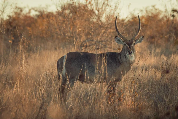 Scenic View Waterbuck Game Reserve Africa Surrounded Wild Nature — Stockfoto