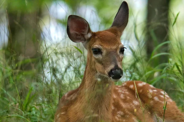 Closeup White Spotted Fawn Forest — Stock fotografie