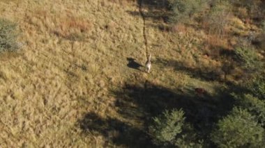 A drone shot of a Single Zebra male standing on the grass in the animals park during early morning