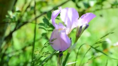 A closeup of an iris swaying in the wind