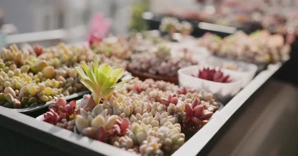 Closeup Tiny Green Succulent Plants Pots Sunlight — Video