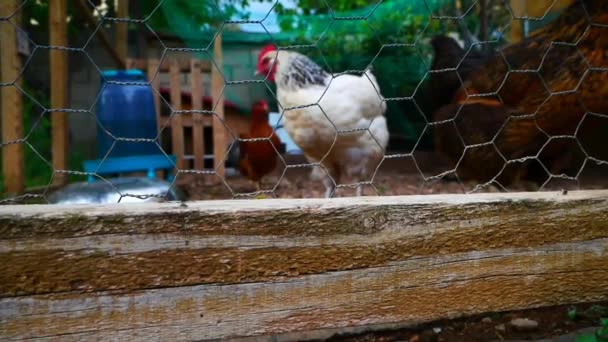 Beautiful Video Chickens Filmed Henhouse Wire Mesh — Vídeo de stock