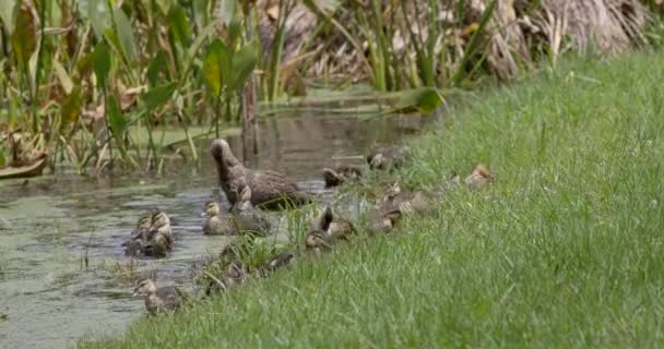 Mottled Duck Chicks Wetlands Florida — Vídeos de Stock