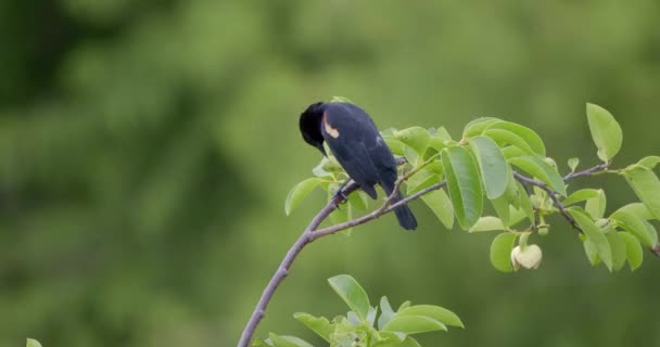 Red Winged Blackbird Tree Branch Florida — Vídeos de Stock