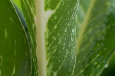 Yaprak dokusundaki su damlalarının yakın plan çekimi.