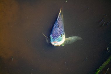 A sunfish peering up from a pond in South Florida
