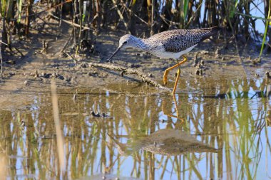 A Marsh Sandpiper fishing in wetlands