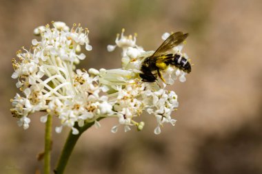 A shallow focus shot of a Honey bee on a white Jersey tea flower with blurred background