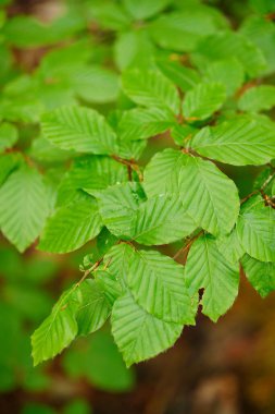 Bahçede yetişen bir bitkinin yeşil yapraklarının seçici odak noktası.