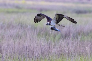 Sahanın üzerinde uçan bir Osprey manzarası