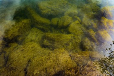 A closeup shot of greenery and mossy rocks in the lake