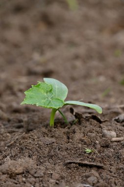 A vertical shot of a ripe vine plant in the soil in a forest