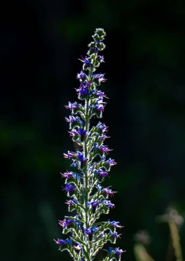 a close-up with an Echium vulgare flower, blue, nature