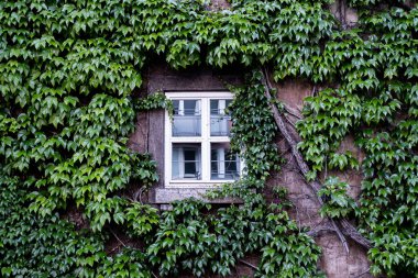 A closeup of a window of a house covered in ivy leaves in the daylight