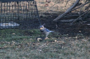 The Blue Jay eating some seeds on the green grass
