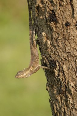 Bulanık yeşil arkaplanı olan bir ağaç gövdesindeki kertenkelenin yakın çekimi