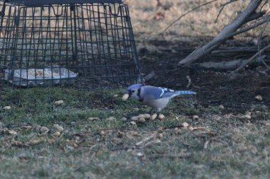 The Blue Jay eating some seeds on the green grass