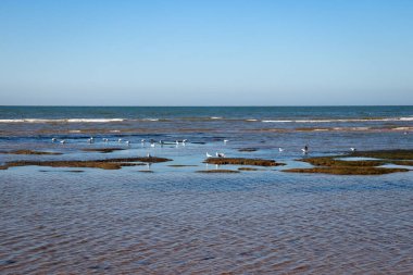 beach and sea at low tide with seagulls on sand bars