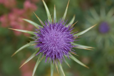 A selective of a thistle plant