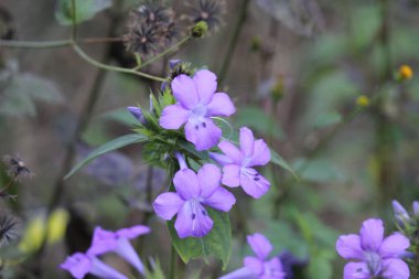 A shallow focus shot of purple Stenandrium flowers with green leaves and blurred garden background