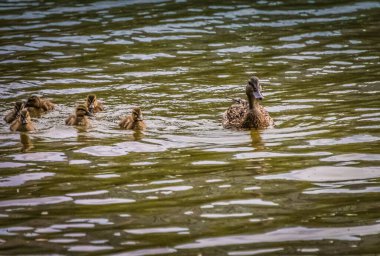 A closeup shot of a duck swimming with her chickens