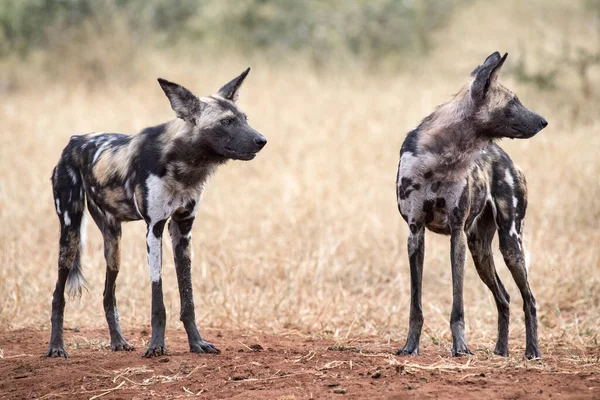 Couple African Wild Dog Lycaon Pictus — Foto de Stock