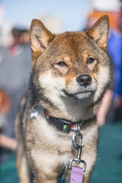Closeup Shiba Inu Dog Sunlight — Zdjęcie stockowe