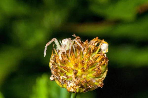 Selective Focus Shot Crab Spider Wild Flower — Fotografia de Stock