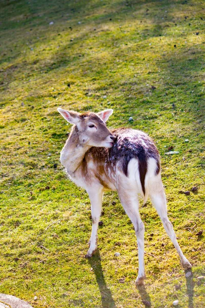 Vertical Shot European Fallow Deer Also Known Common Fallow Deer — Stock Photo, Image