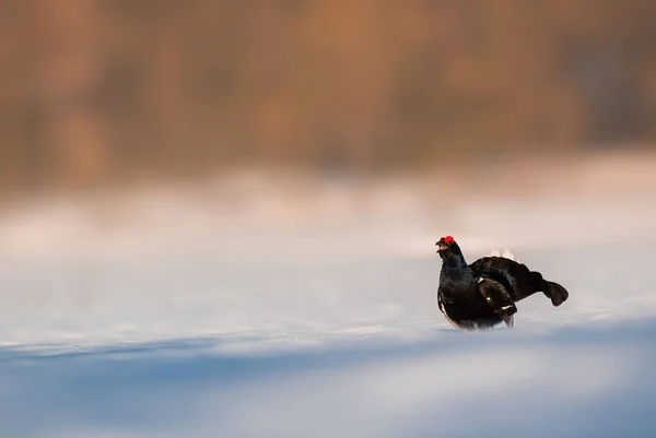 Beautiful Shot Black Grouse Snow Forest — Φωτογραφία Αρχείου