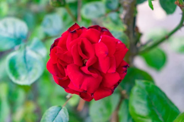 Closeup Red Rosa Ingrid Bergman Flower Garden Blurred Background — Stock fotografie