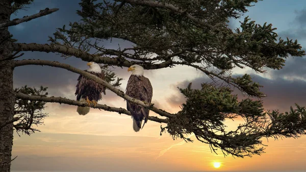 Two Bald Eagles Haliaeetus Leucocephalus Perched Tree Branch — Stockfoto