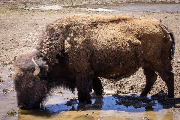 Closeup Huge Bison Drinking Water Ground — Photo