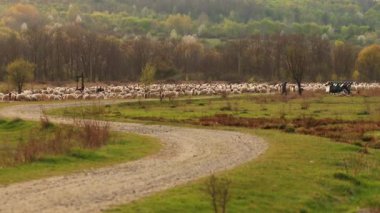 A flock of sheep grazing in the lush field surrounded by green trees and plants