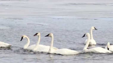 Group of swans swimming in the lake Penin in HD