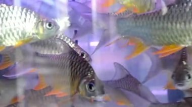 Cyprinidae fish are swimming in the cabinet.