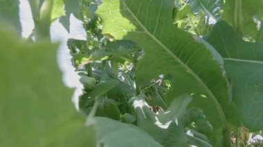 A slow motion between plants, sky, nature, agriculture, Switzerland