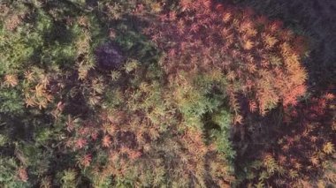 A closeup of autumn forest with sunlight