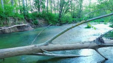 A closeup of a Poplar tree in Ega river in Navarre, Spain