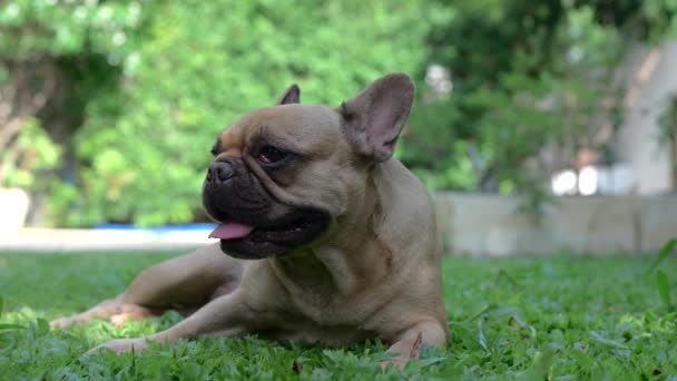 Closeup Shot French Bulldog Sitting Green Grass Sunny Day Blurred — Video