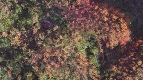 Closeup Autumn Forest Sunlight — Video Stock