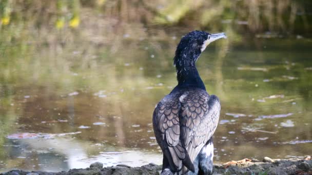 Selective Focus Great Cormorant Phalacrocorax Carbo Water — Stock video